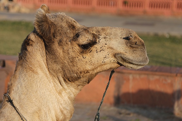 Camel | Travel | Jaipur | Rajasthan